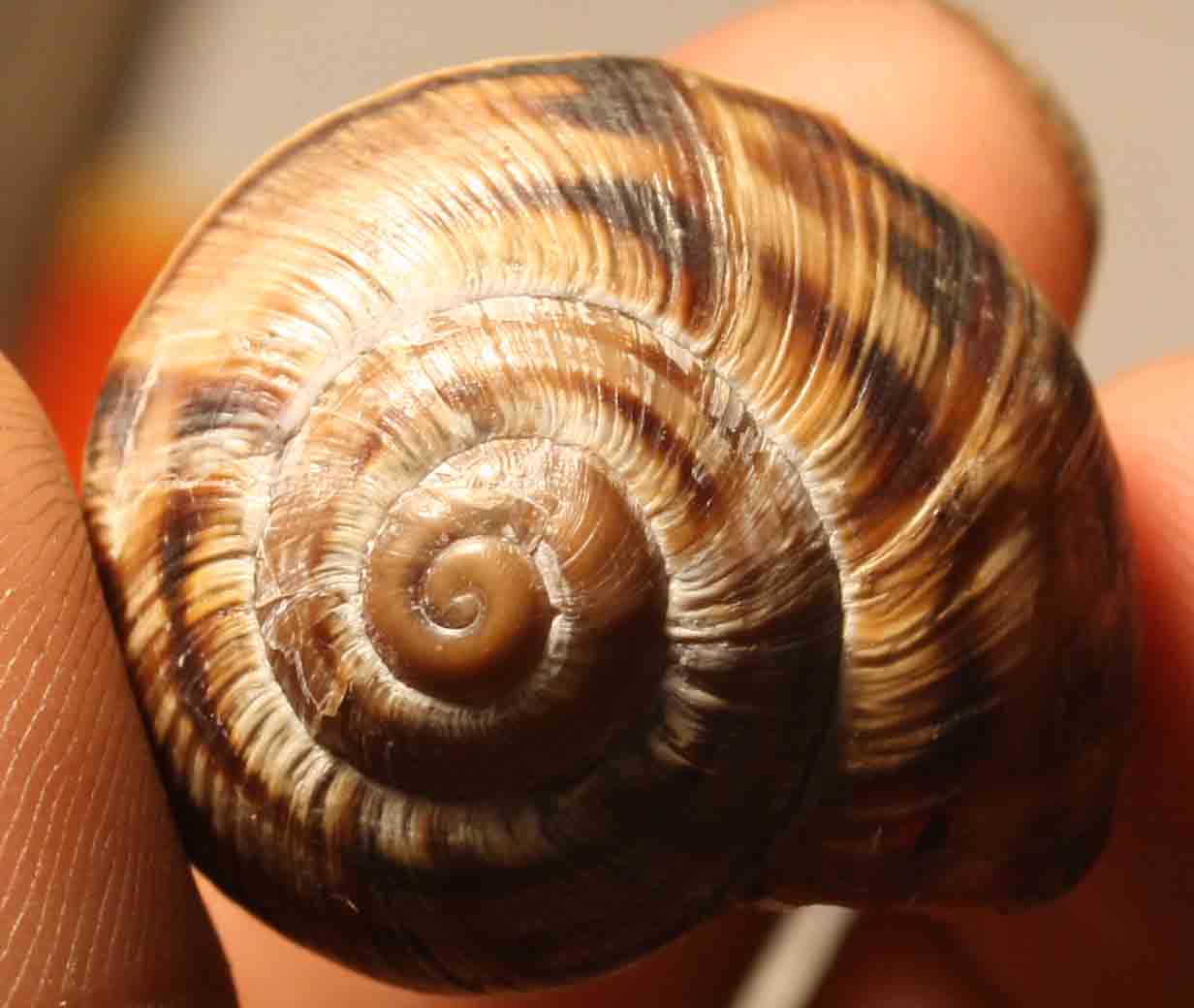 da identificare